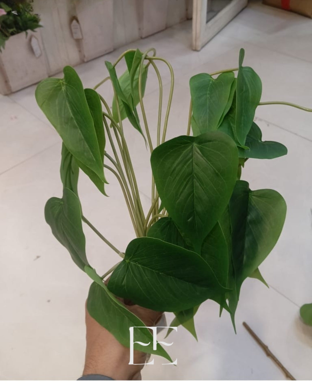 A097 Green Plant Leaves