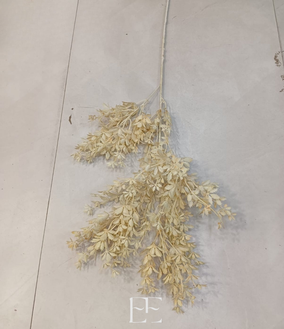 A194 Dried Flower x 6