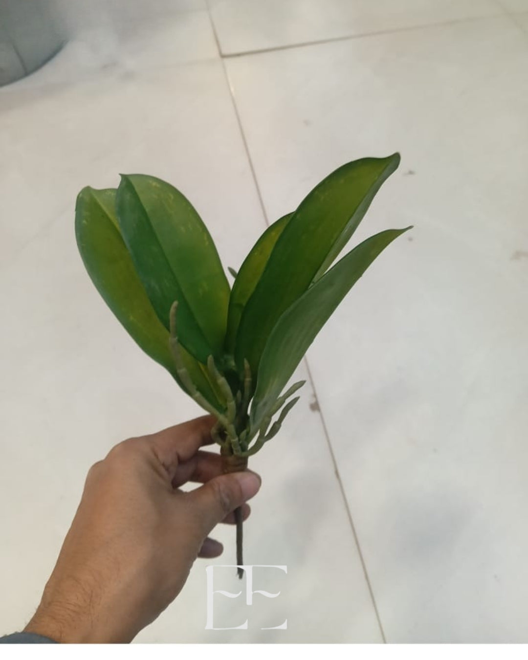 A093 Banana Leaf Bunch